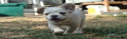 French Bulldog dogs for sale: HOME BRED FLUFFY FRENCHY•ISABELLA.KC&DNA CERT - Advert 16