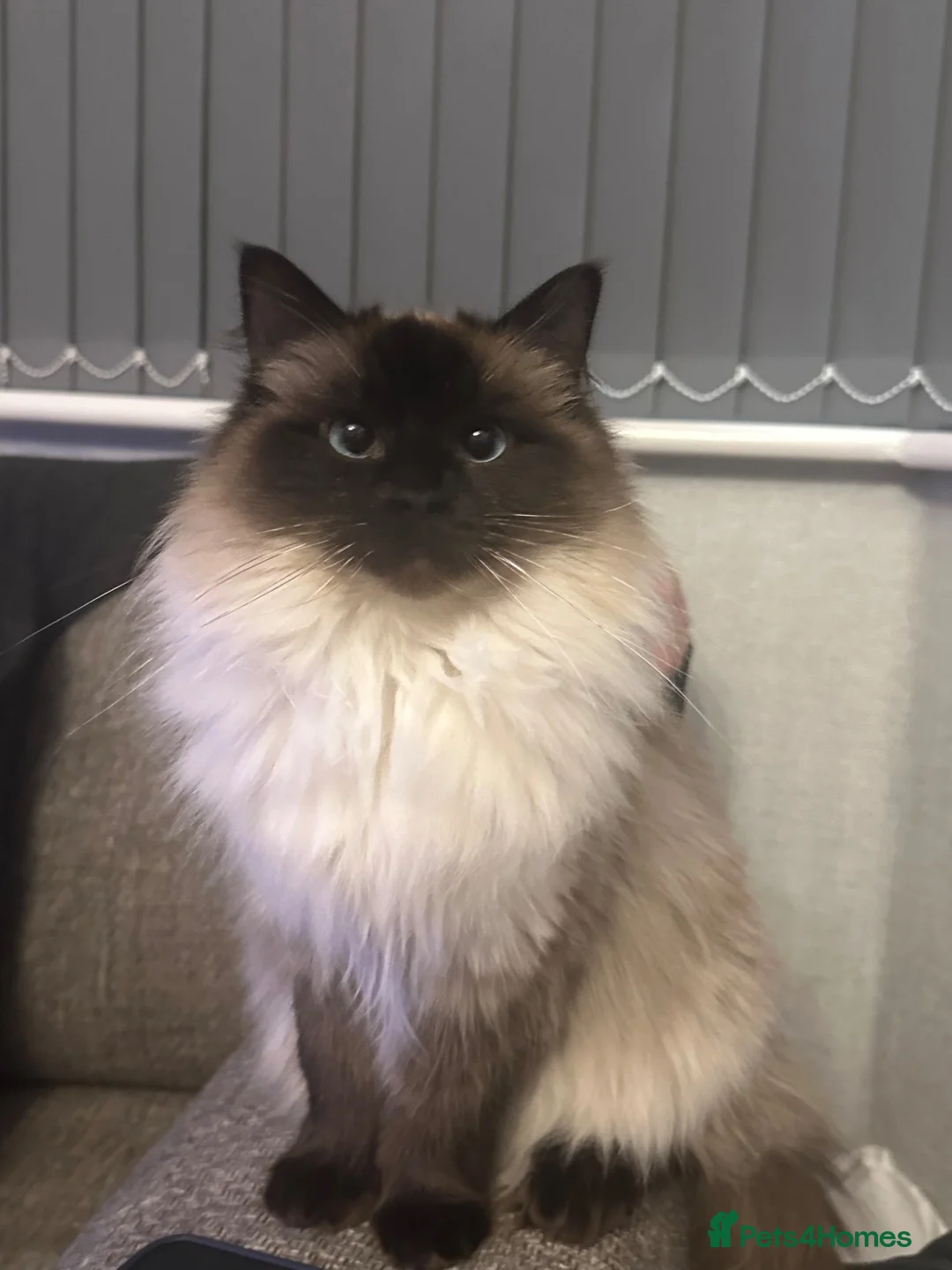 Ragdoll cats for sale: Ragdoll kittens TICA registered  - Advert 1