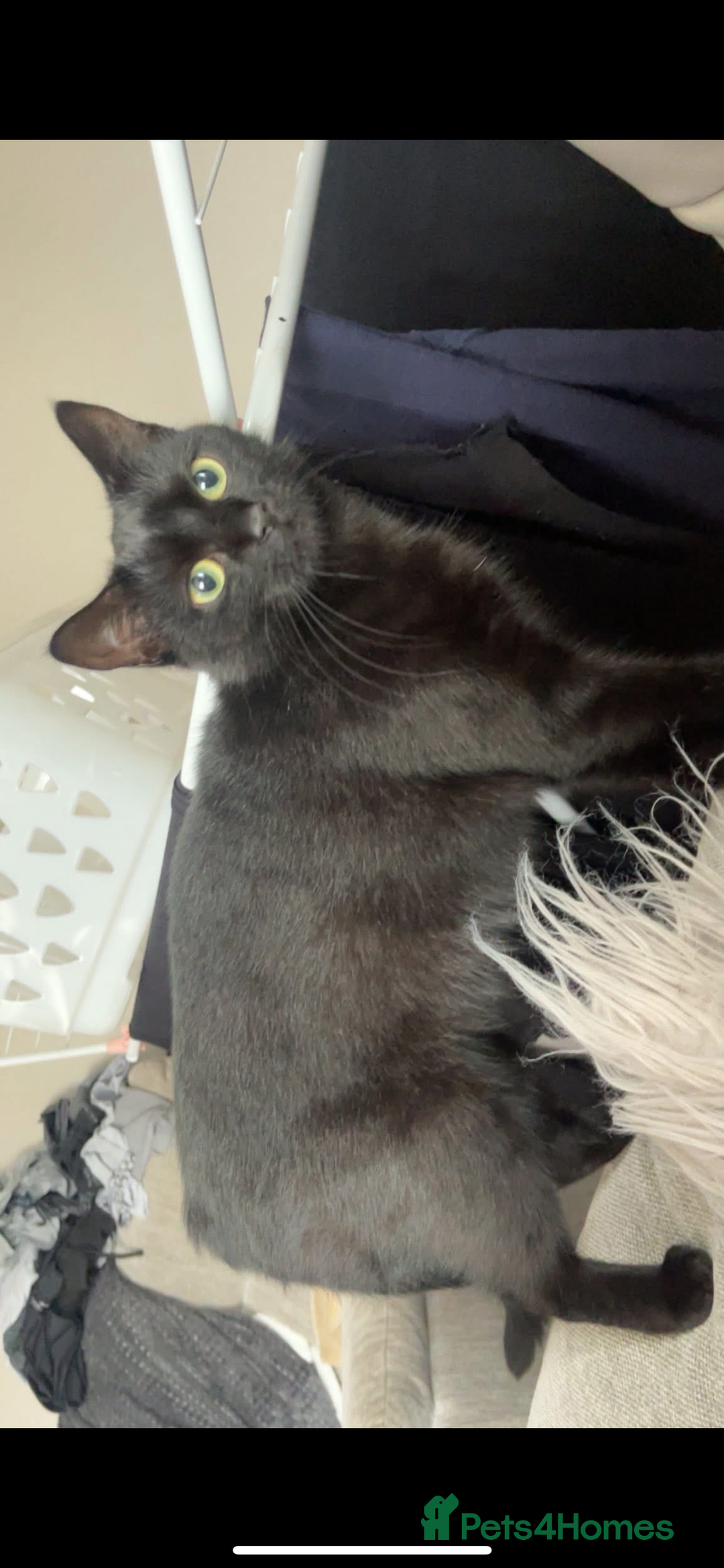 Domestic Shorthair cats for sale: Two Rescue Cats looking for forever home  - Image 3