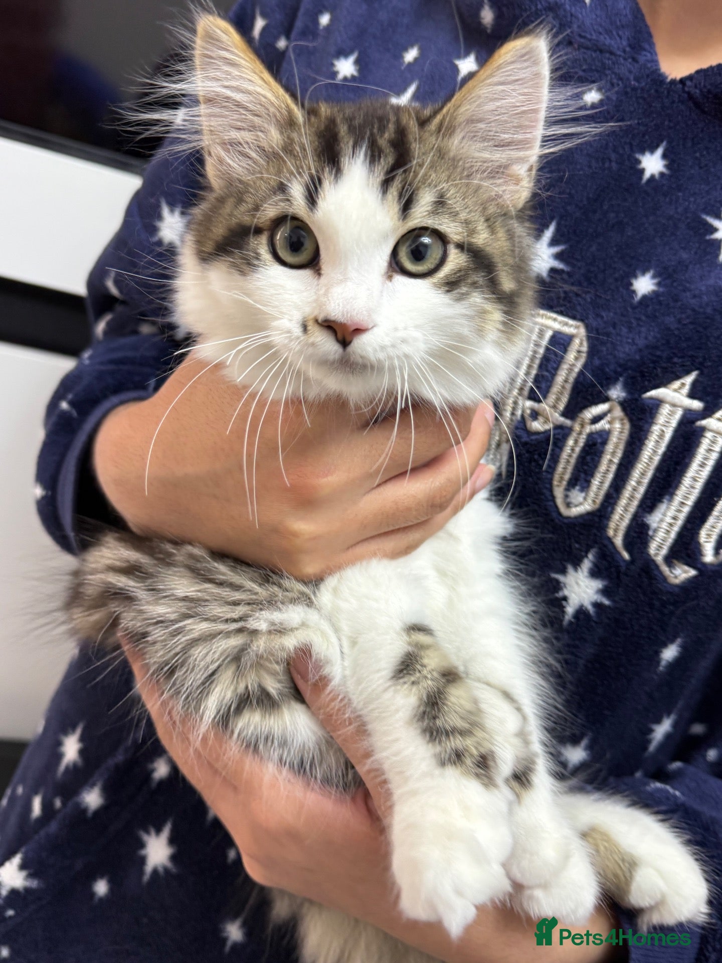Mixed Breed cats for sale: Ragdoll X male kitten - Advert 16