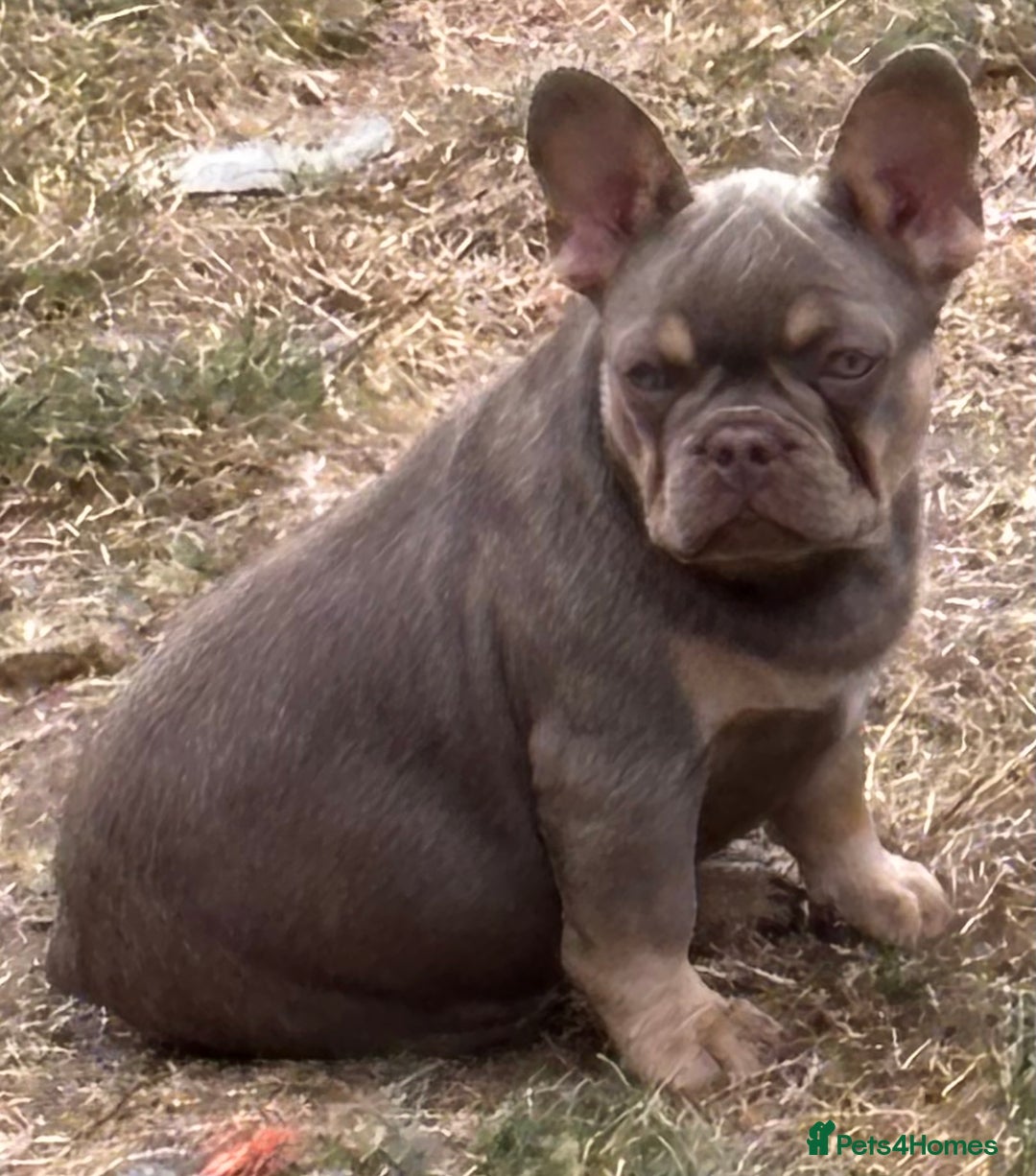 French Bulldog dogs for sale: Isabella wrapped in cream, fluffy carrier - Image 9
