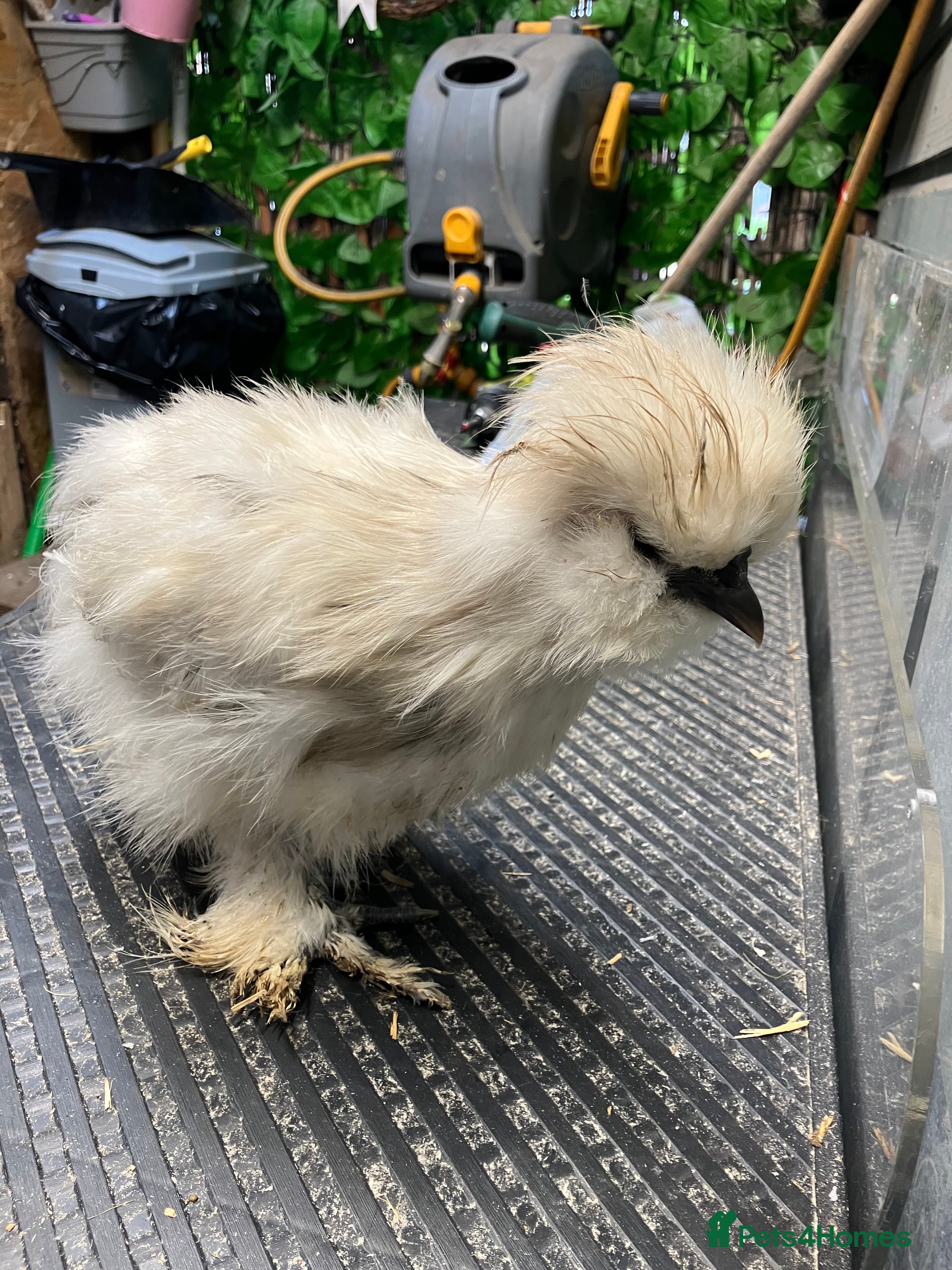 Chickens poultry Silkie splash rooster - Advert 1