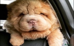 Shar Pei dogs for stud: TOP QUALITY -BEAUTIFUL BEARCOAT STUD in Wetherby - Image 1