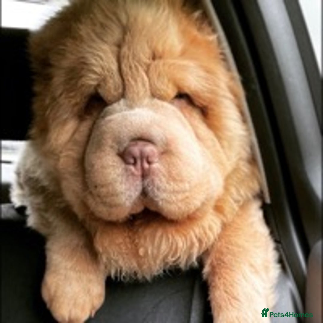 Shar Pei dogs for stud: TOP QUALITY -BEAUTIFUL BEARCOAT STUD in Wetherby - Image 1