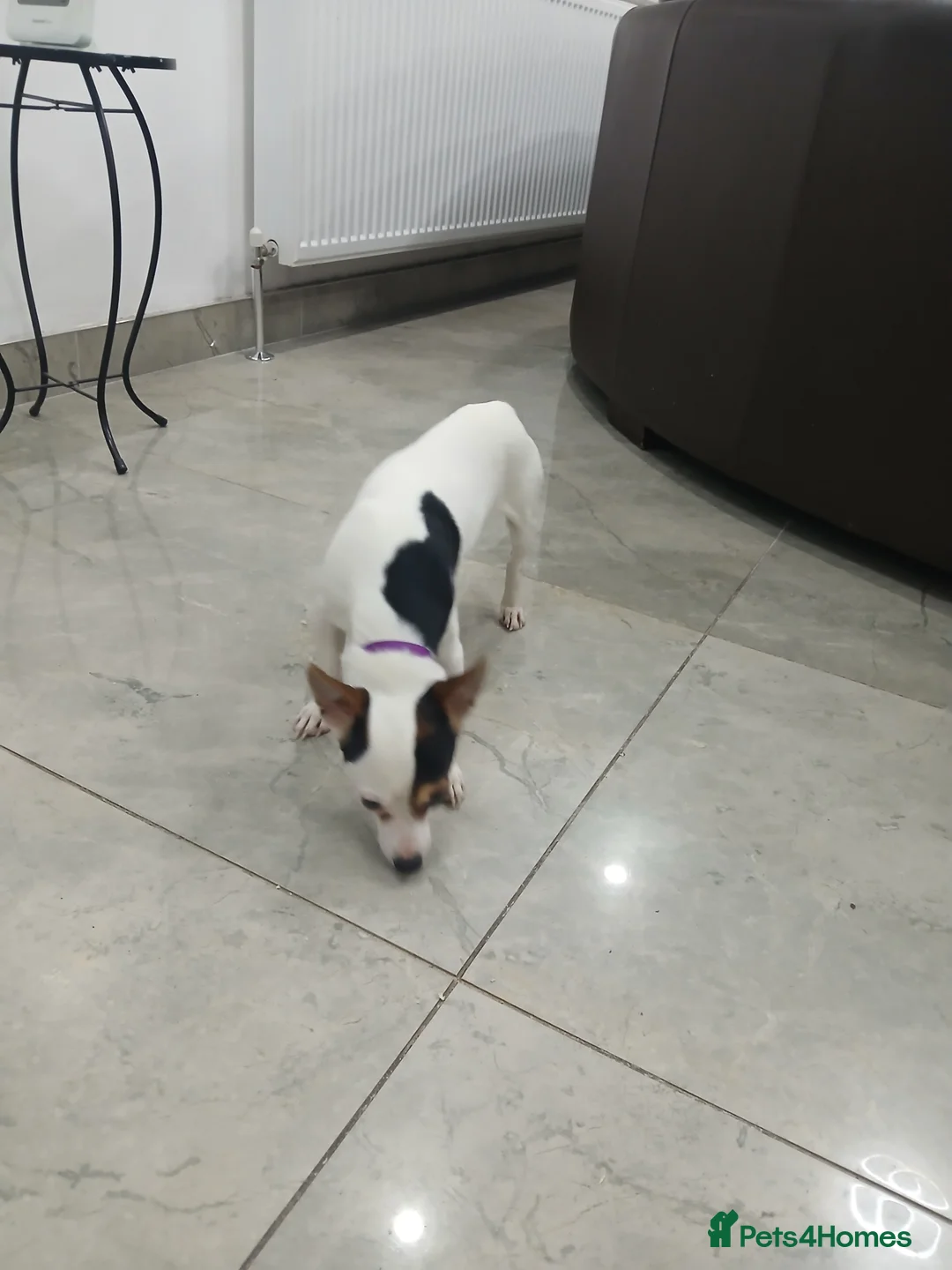 Chihuahua dogs for sale: Chihuahua short coat male Tiny needs new home - Advert 9