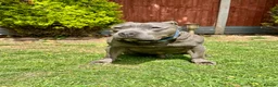 Staffordshire Bull Terrier dogs for stud: Beautiful Blue Staffordshire Bull Terrier  in London - Advert 6