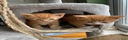 Mixed Breed cats for sale: 4 ginger boys 1 tabby girl  - Advert 3