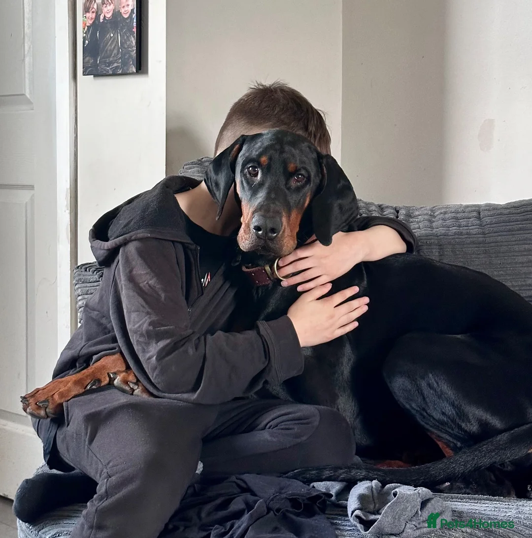 Dobermann dogs for sale: Male Doberman almost 4 years old  in Manchester - Advert 2