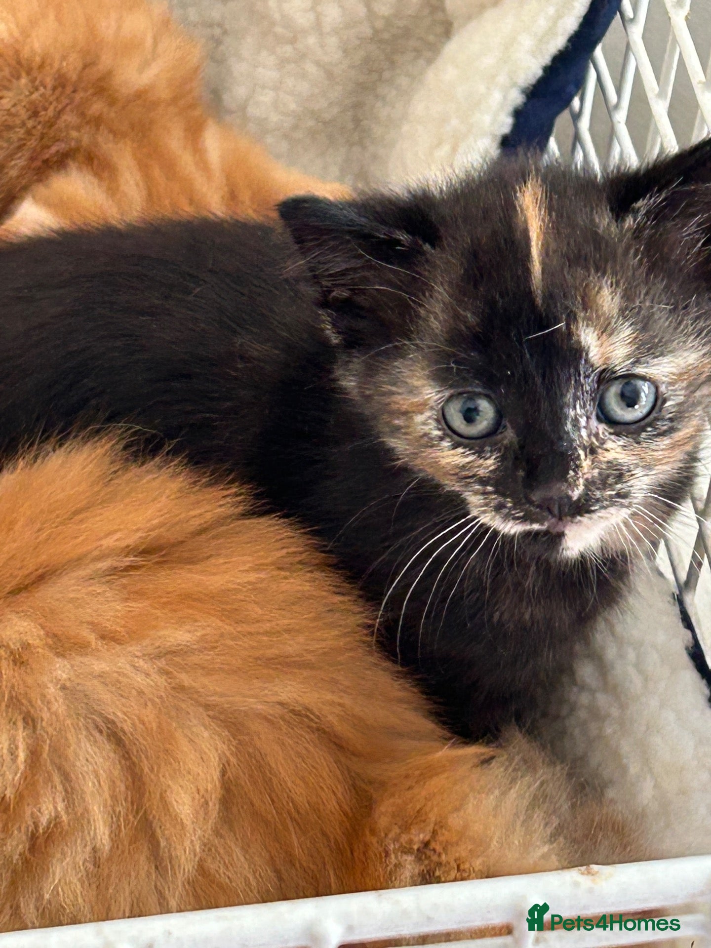 Mixed Breed cats Beautiful Kittens  - Advert 4