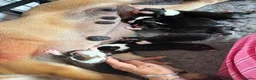 Mixed Breed dogs for sale: 🐾BULLDO X BORDER COLLIE PUPPIES in Wigan - Advert 5