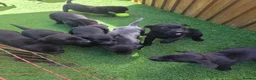 Labrador Retriever dogs for sale: Black labrador puppies  - Advert 13