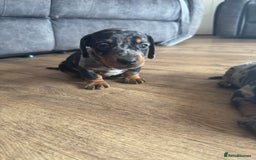 Miniature Dachshund dogs for sale: 5 lovely sausage pups - Image 4