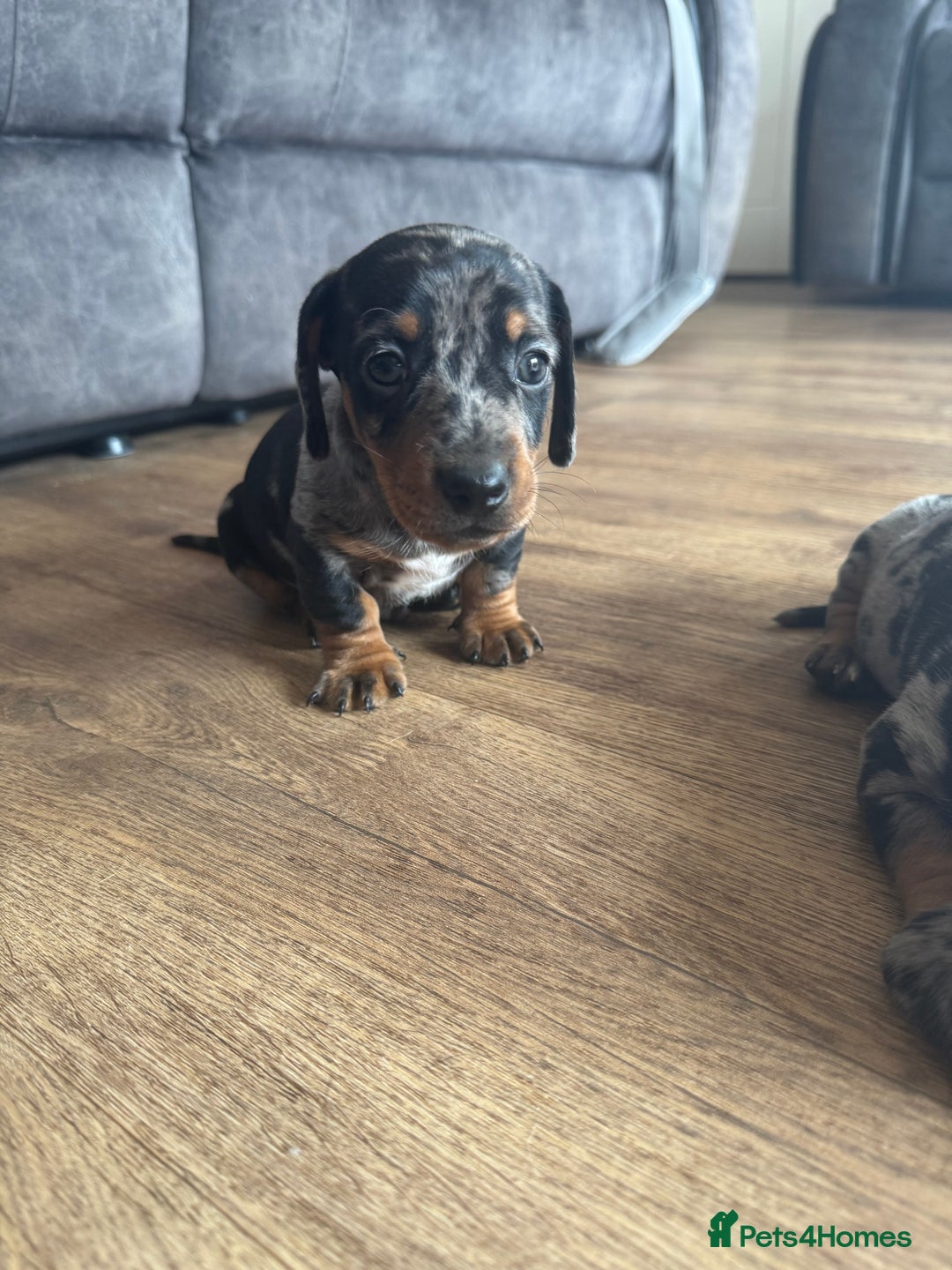 Miniature Dachshund dogs for sale: 5 lovely sausage pups - Image 4