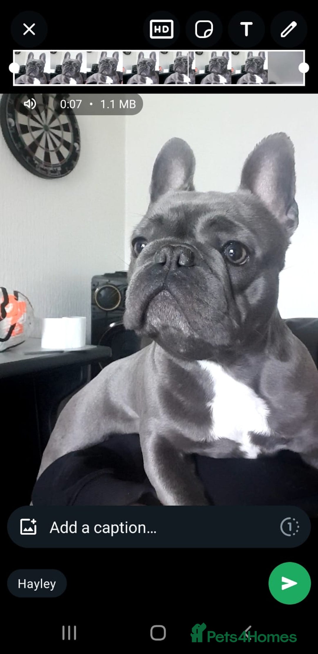 French Bulldog dogs for sale: French bulldog puppies  - Image 12