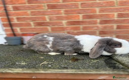 Angora rabbits for sale: Rabbits for adoption - Urgent - Image 17