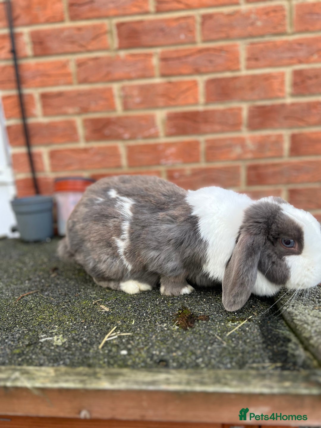 Angora rabbits for sale: Rabbits for adoption - Urgent - Image 17
