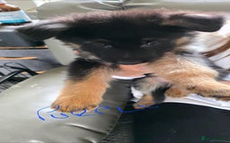 German Shepherd dogs for sale: German shepherd pups - Image 7