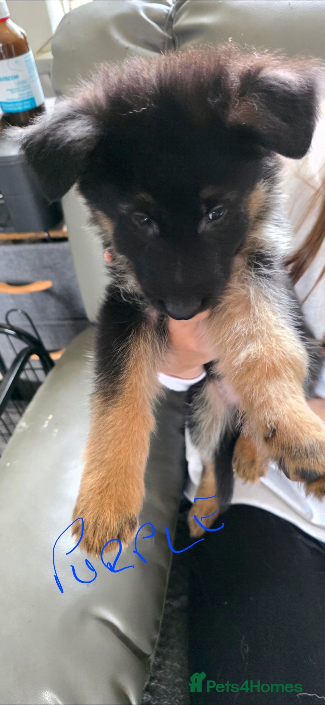German Shepherd dogs for sale: German shepherd pups - Image 7