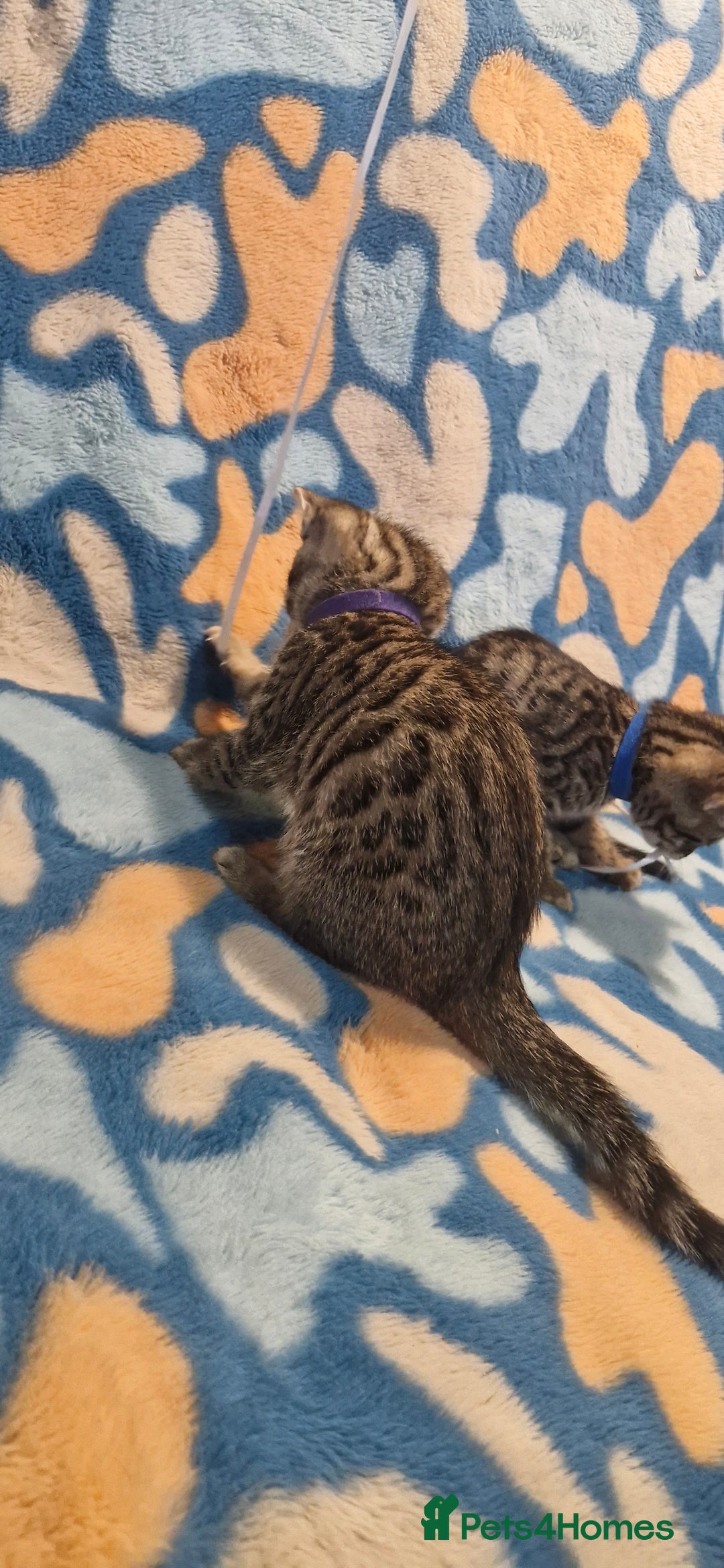 Bengal cats for sale: Bengal mix kittens for sale - Image 15