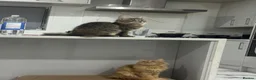 British Longhair cats for sale: Main Coon Mix Kittens for Sale - 6 months in Birmingham - Advert 13
