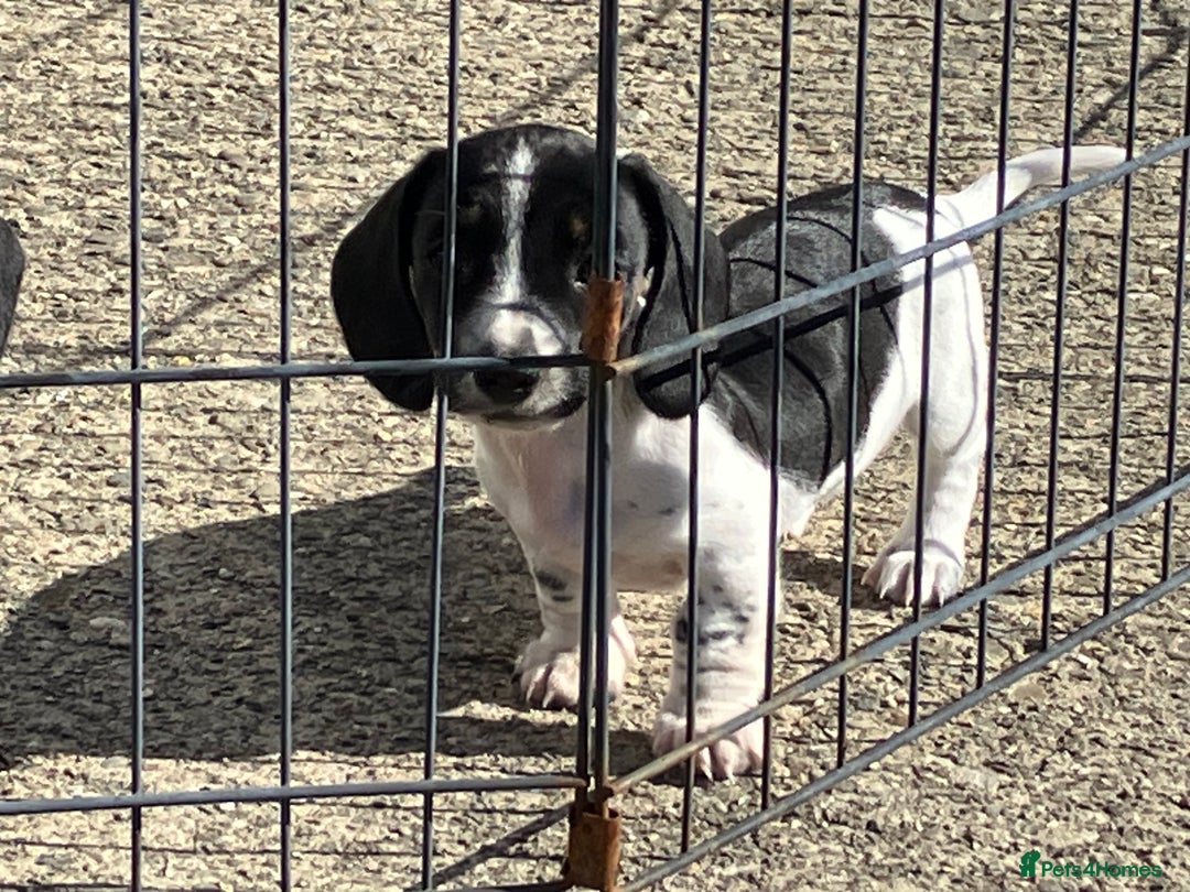 Miniature Dachshund dogs for sale: KC Reg’d Mini Dachshund Puppies  - Image 8