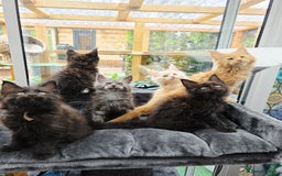 Maine Coon cats for sale: Black smoke pedigree Maine Coon in Kettering - Image 1