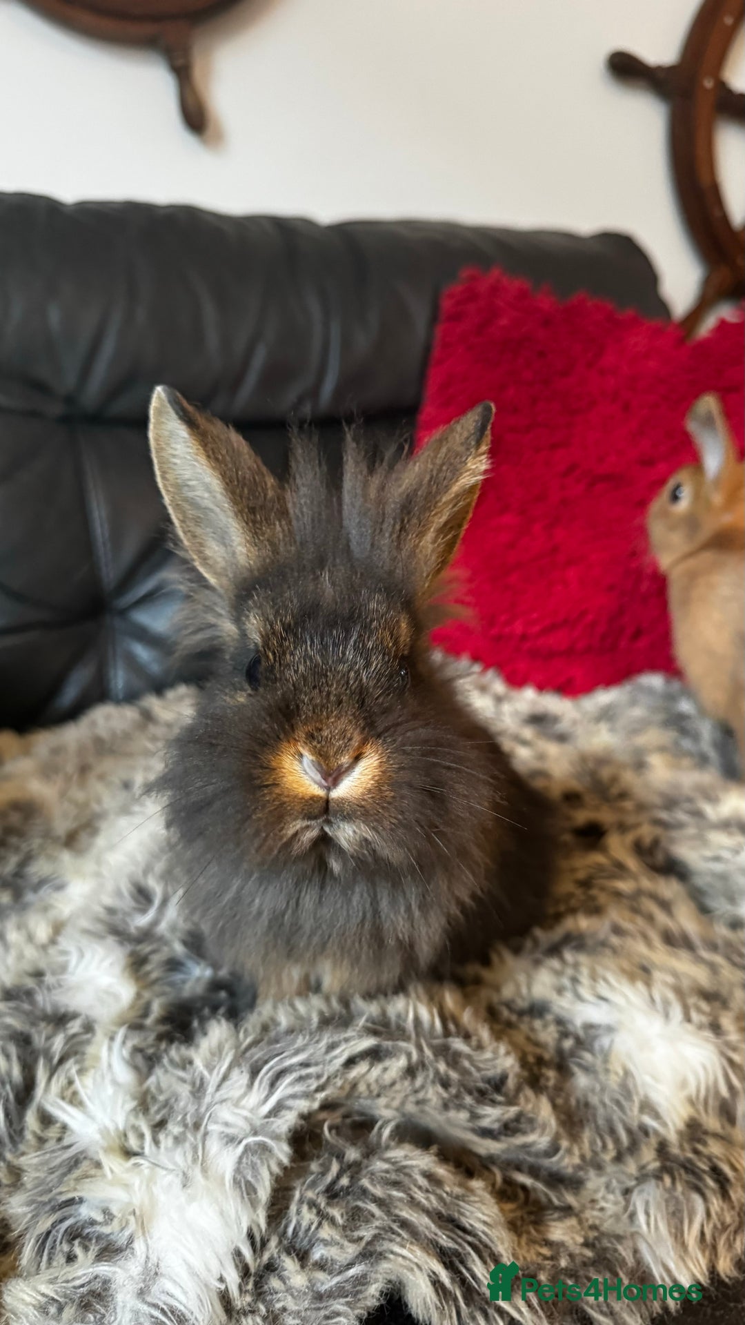 Mixed Breed rabbits for sale: Netherland dwarf and lionhead mixed bunnies - Image 8