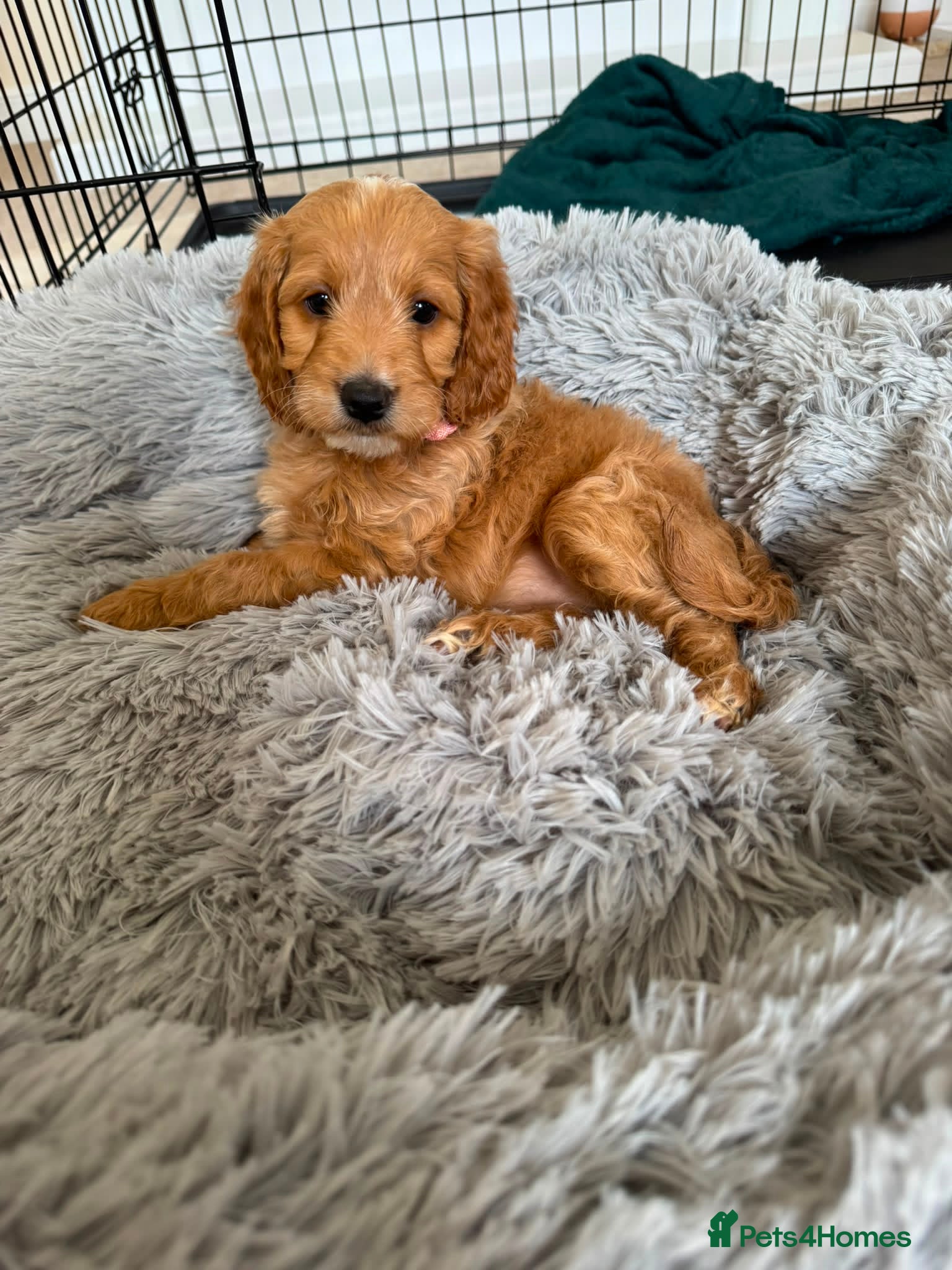 Cockapoo dogs Toy cockapoo puppies only 4 left!  - Advert 1