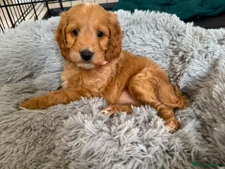 Cockapoo dogs Toy cockapoo puppies only 4 left! - Advert 1
