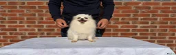 Pomeranian dogs for sale: Russian Pomeranian puppies - Advert 18