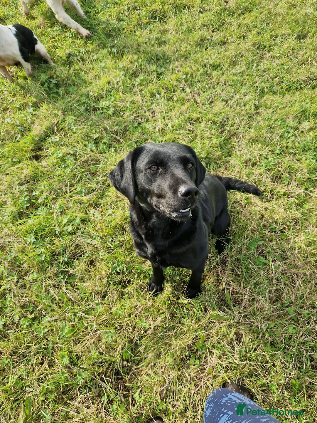Labrador Retriever dogs for sale: Kc registered Labrador  - Advert 2