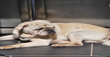 Mixed Breed dogs - Advert 1