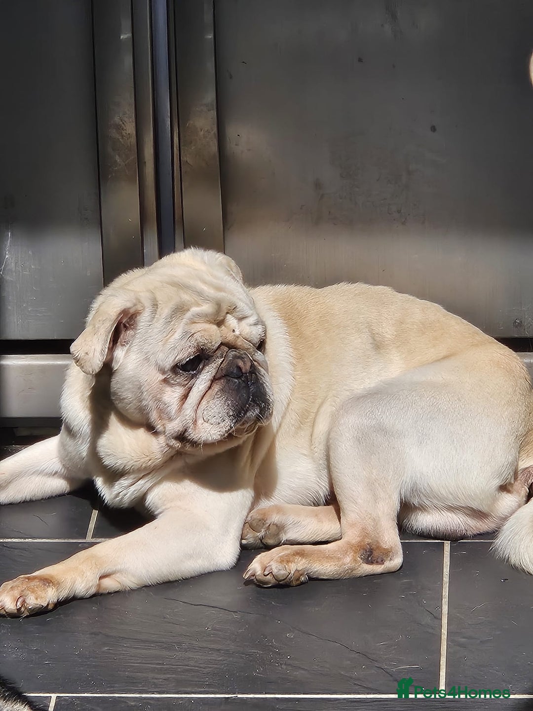 Mixed Breed dogs for sale: Perfect Daug puppies - Image 2