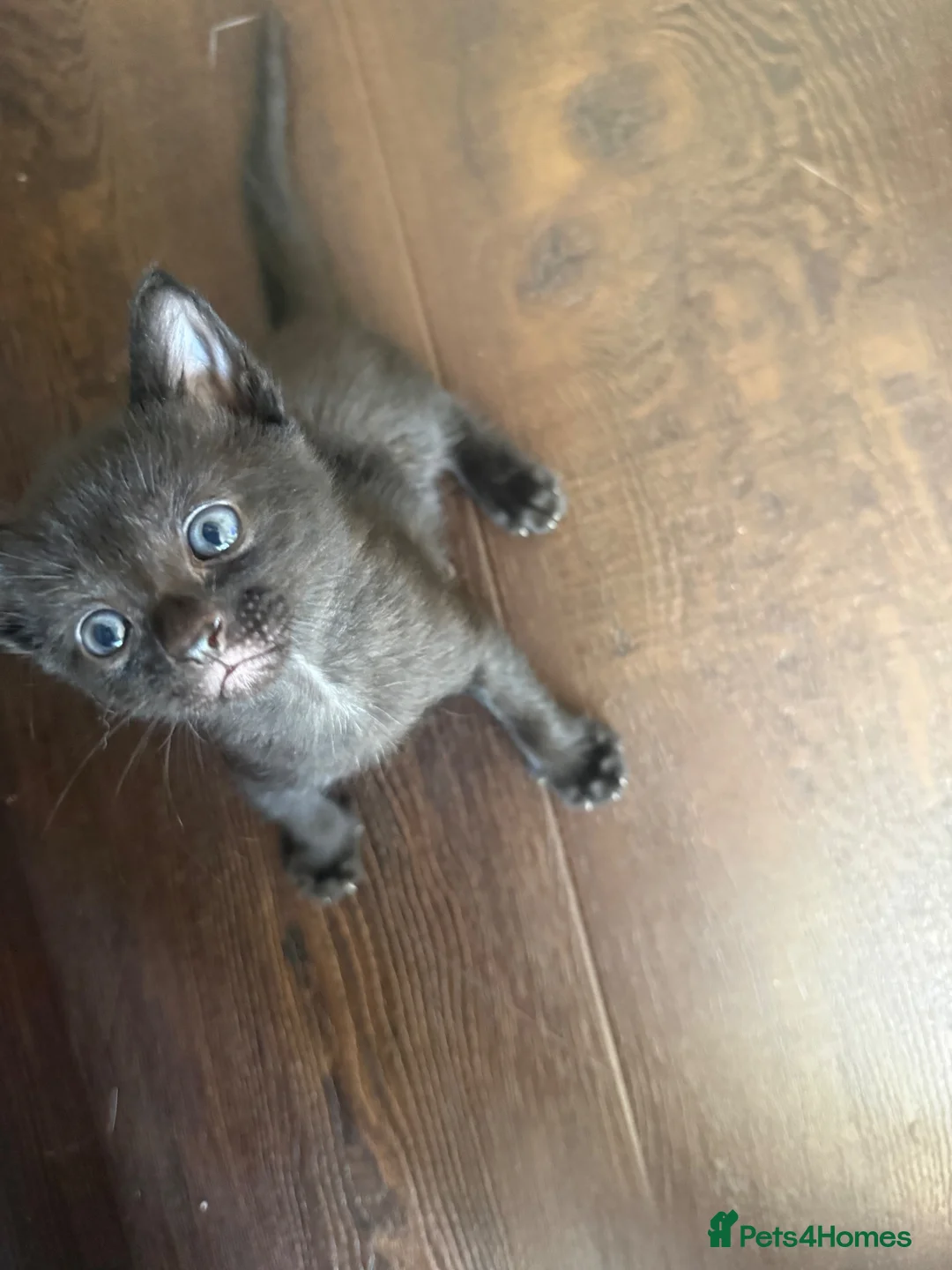Mixed Breed cats for sale: White & Black Kittens - Advert 2