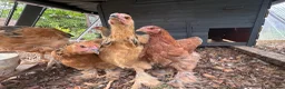 Chickens poultry for sale: Brahma  - Advert 5