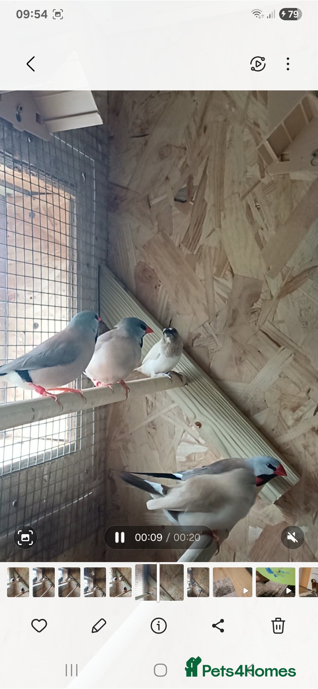 Finches birds for sale: Hecks finches and begalese  - Image 2