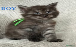 Maine Coon cats for sale: MaineCoon Kittens For Sale Black Smoke - Image 14