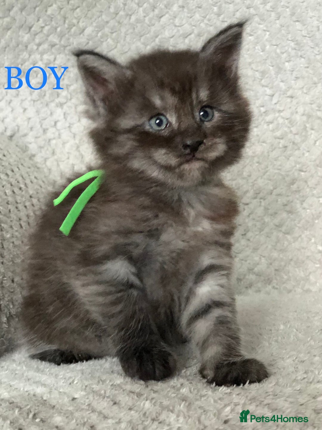 Maine Coon cats for sale: MaineCoon Kittens For Sale Black Smoke - Image 14