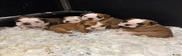 English Bulldog dogs for sale: Traditional English Bulldog puppies  - Advert 2