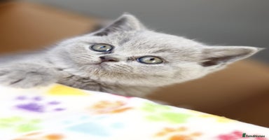 British Shorthair cats - Advert 2