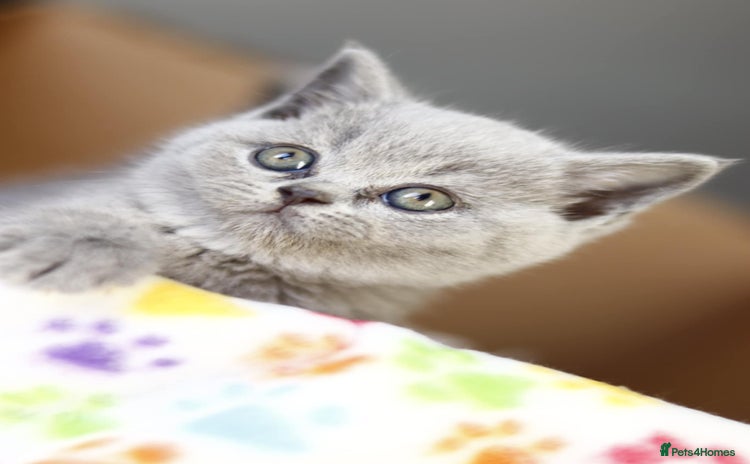 British Shorthair cats - Advert 6