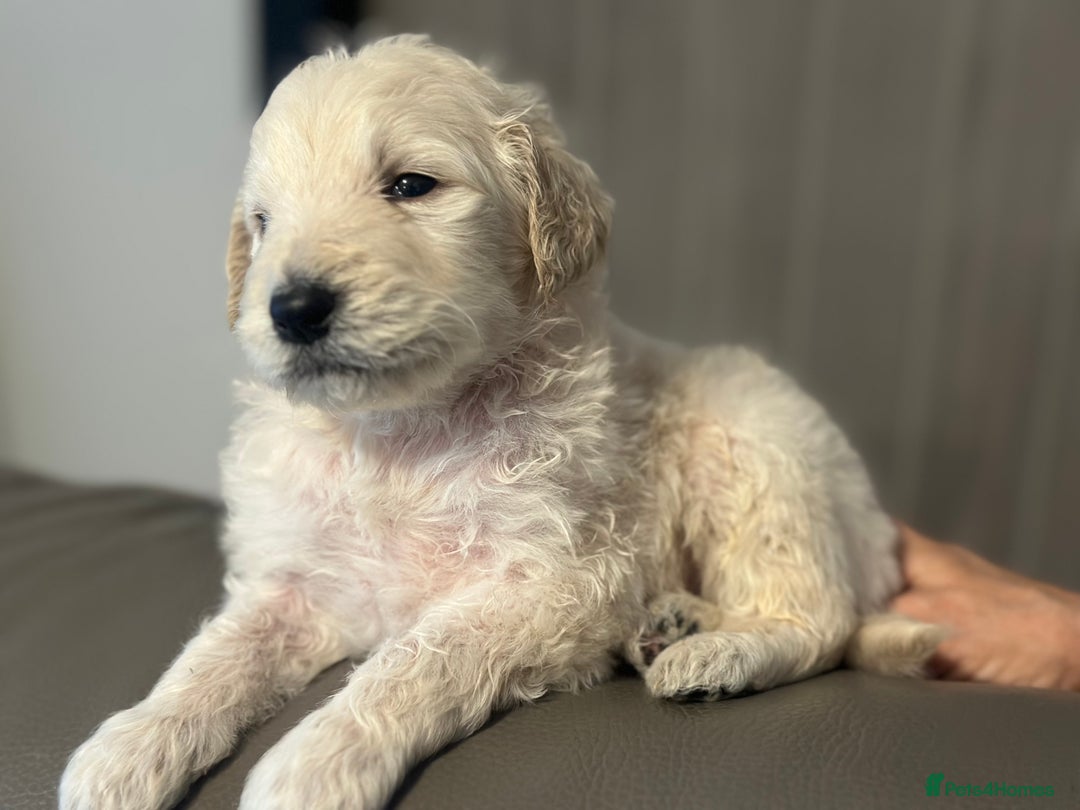 Goldendoodle dogs for sale: F1B STANDARD GOLDENDOODLE - Advert 7