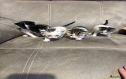 Mixed Breed cats for sale: Gorgeous kittens for sale  - Image 20