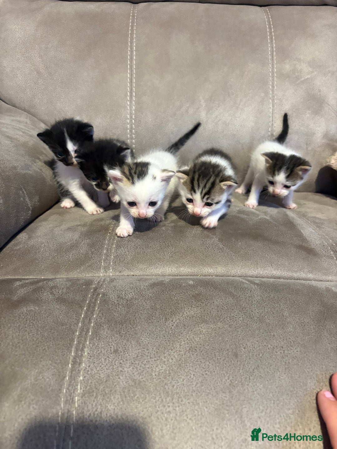 Mixed Breed cats for sale: Gorgeous kittens for sale  - Image 20