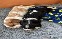Cavalier King Charles Spaniel dogs for sale: Cavalier King Charles spaniel puppies - Image 10