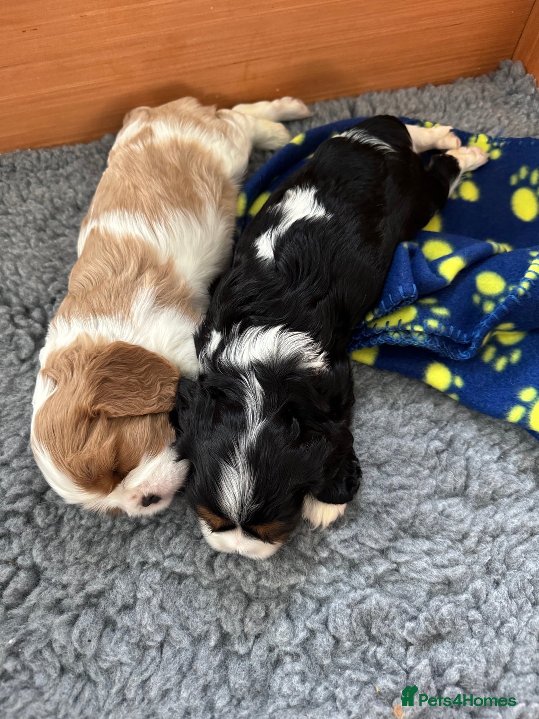 Cavalier King Charles Spaniel dogs for sale: Cavalier King Charles spaniel puppies - Image 10