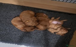 Cavachon dogs for sale: Cavapoochon - Image 12