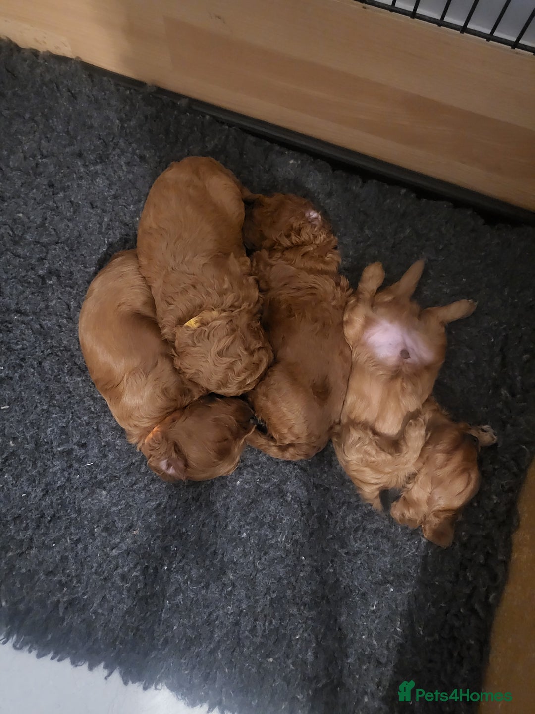 Cavachon dogs for sale: Cavapoochon - Image 12