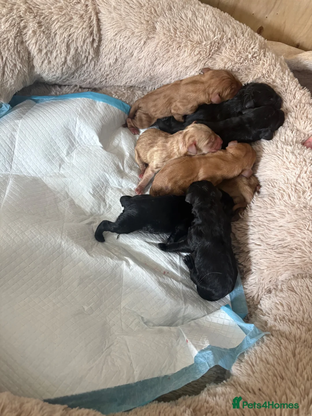 Labrador Retriever dogs for sale: 10 Labrador Puppies Mixed Colours - Advert 7