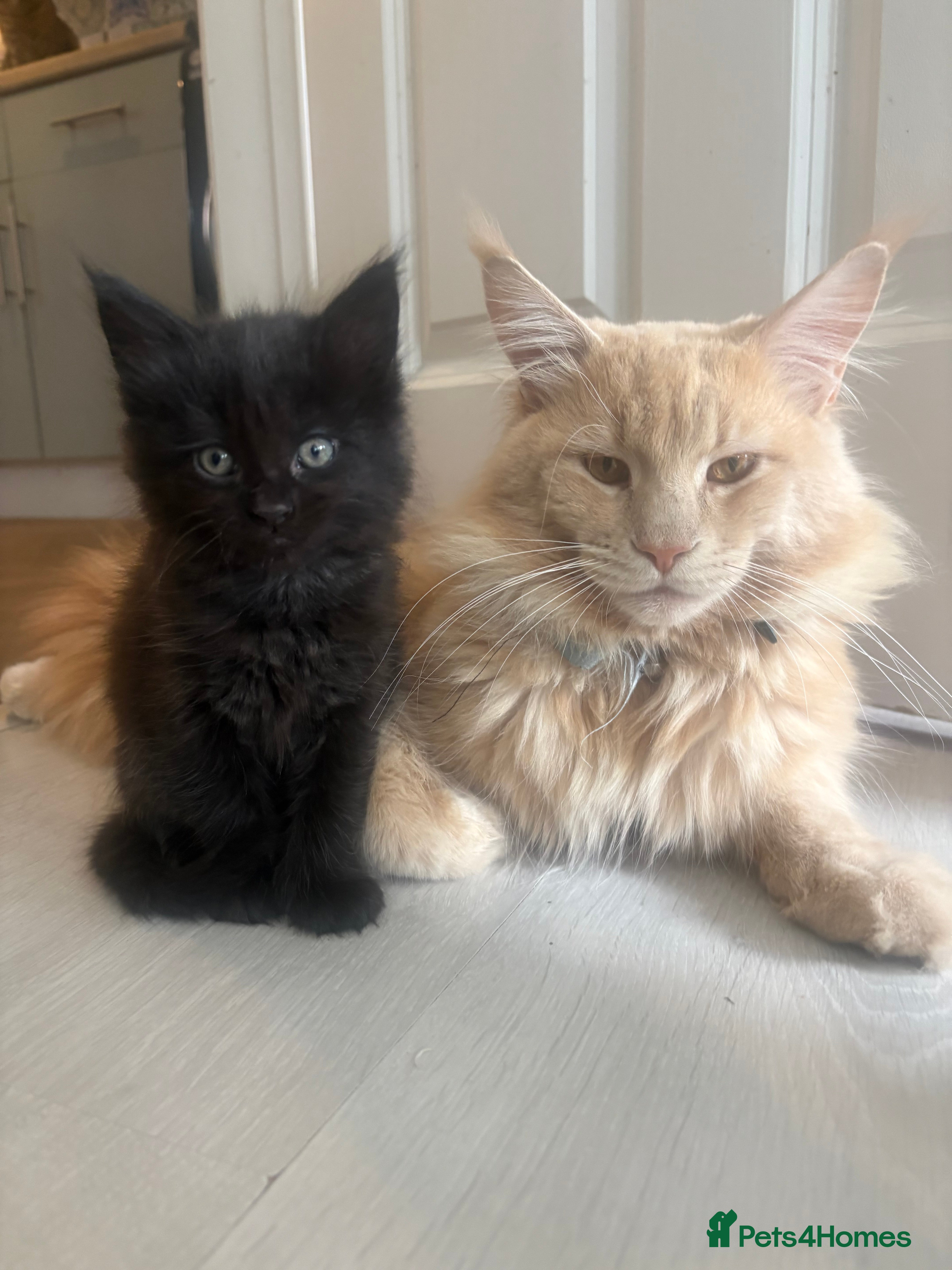 Maine Coon cats 3/4 Maine coon kittens - Advert 7